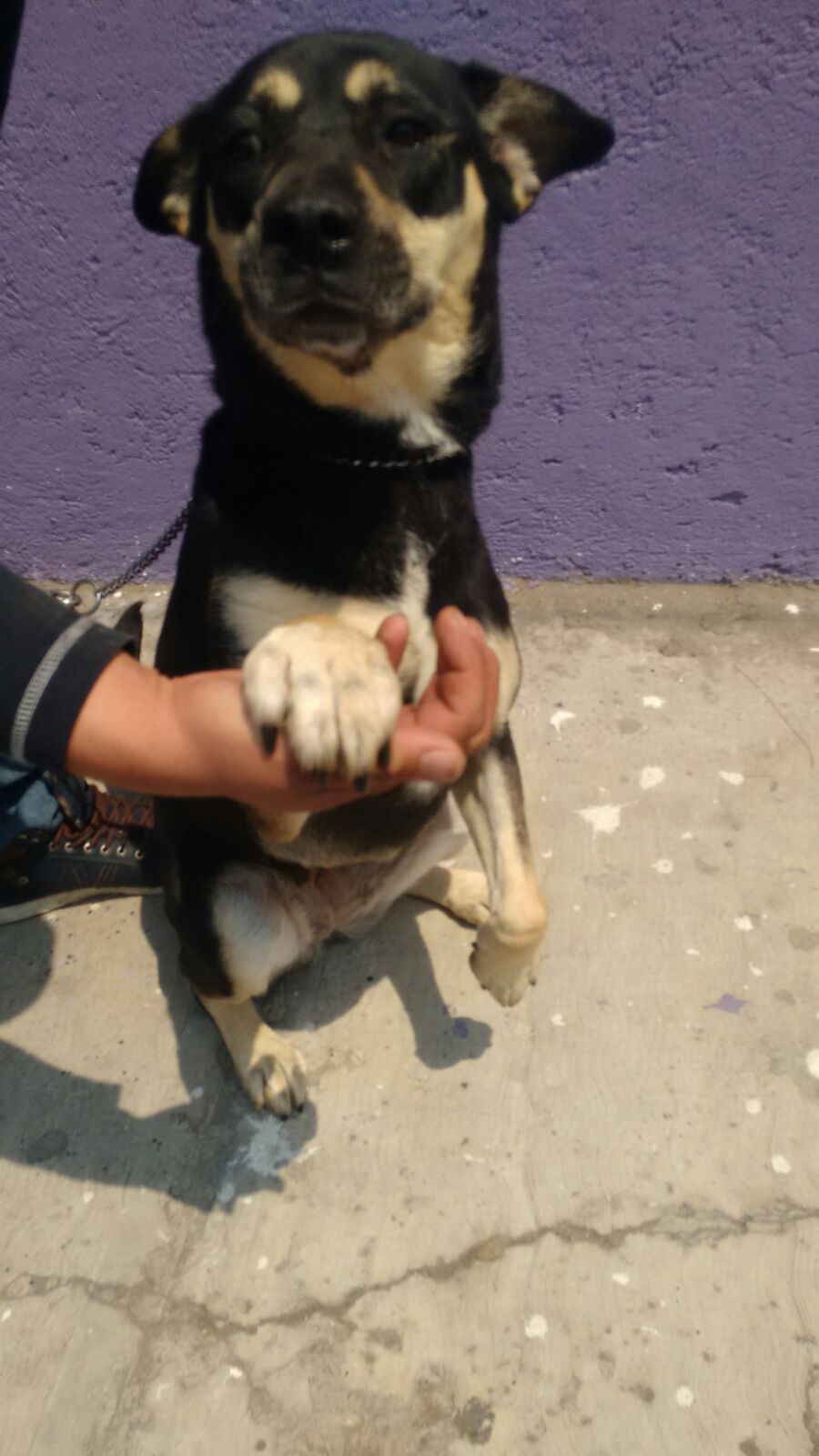 negrita