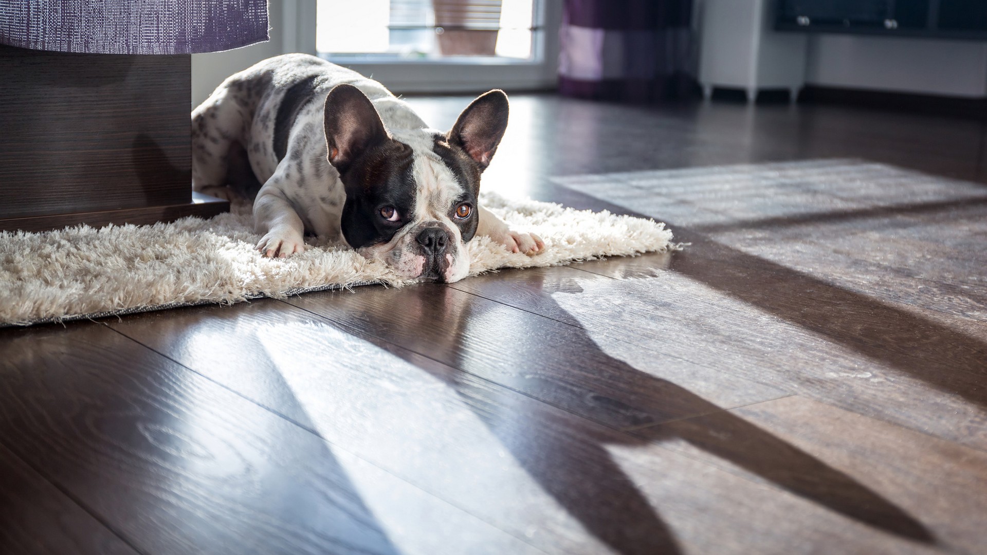 SELLING A HOME WHEN YOU HAVE PETS SELLING A HOME WHEN YOU HAVE PETS