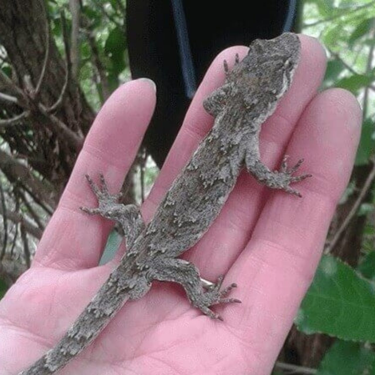 Lizard Fencing Animex Animex