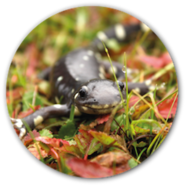 Salamander & Toad Fencing | Animex | Animex