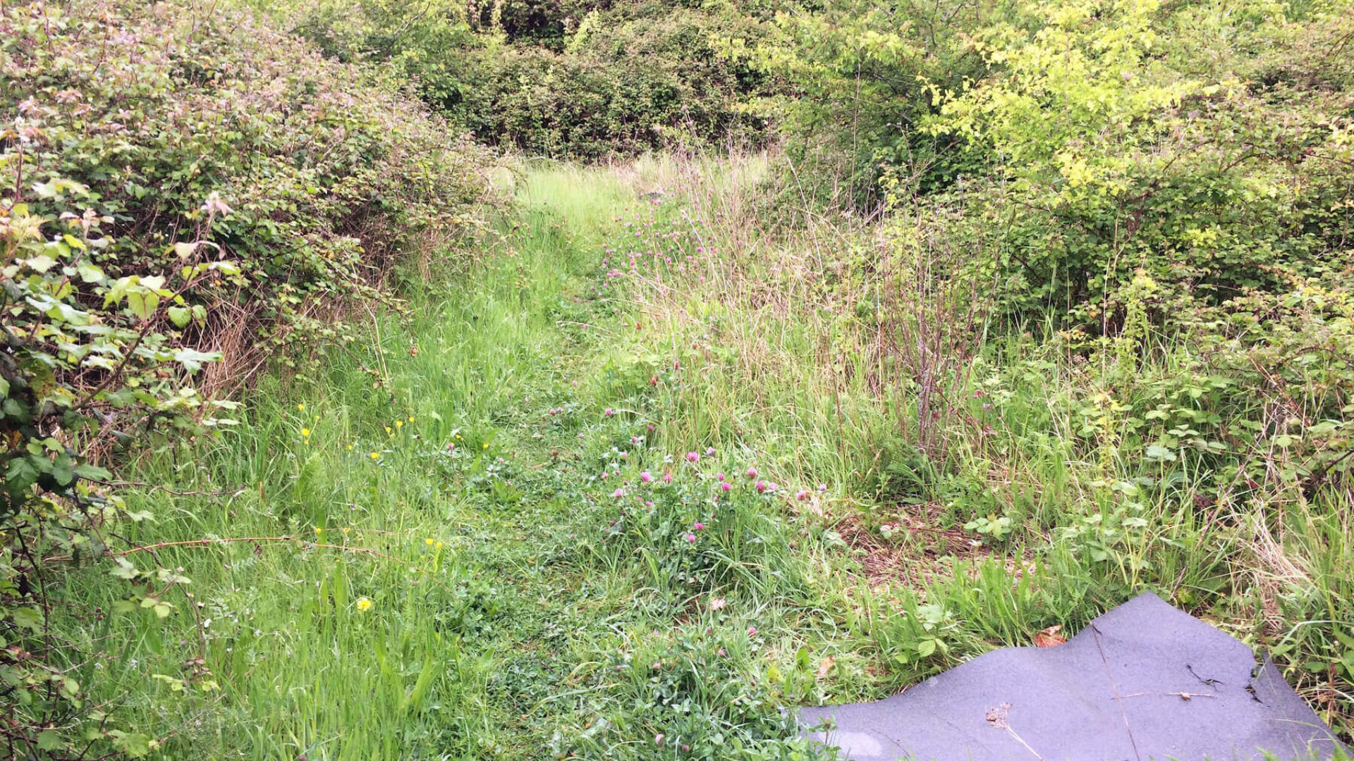 Reptile Surveys - Phase I & II surveys in the UK | Ecosupport | Ecosupport