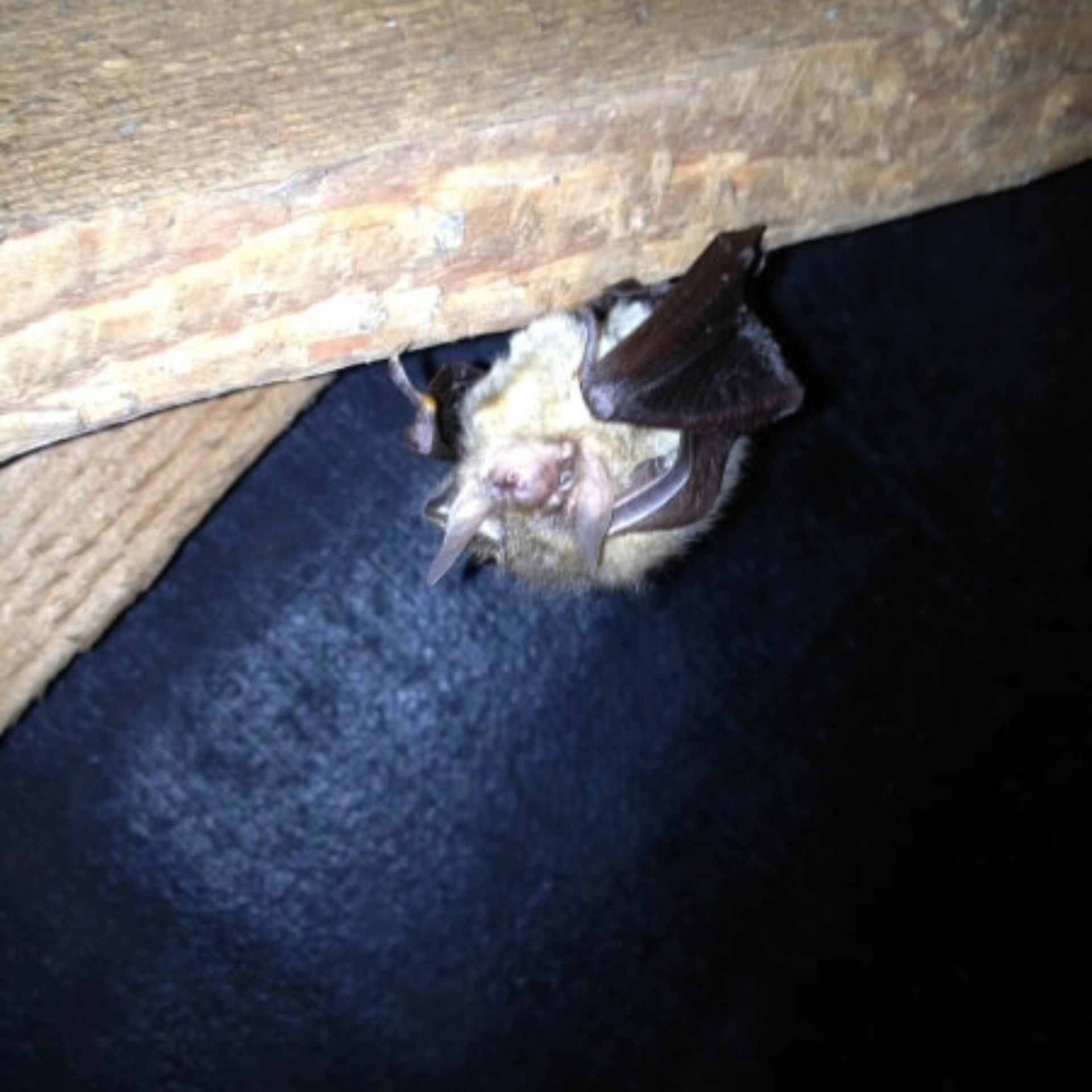 Bat Surveys Phase I & II surveys in the UK Ecosupport Ecosupport