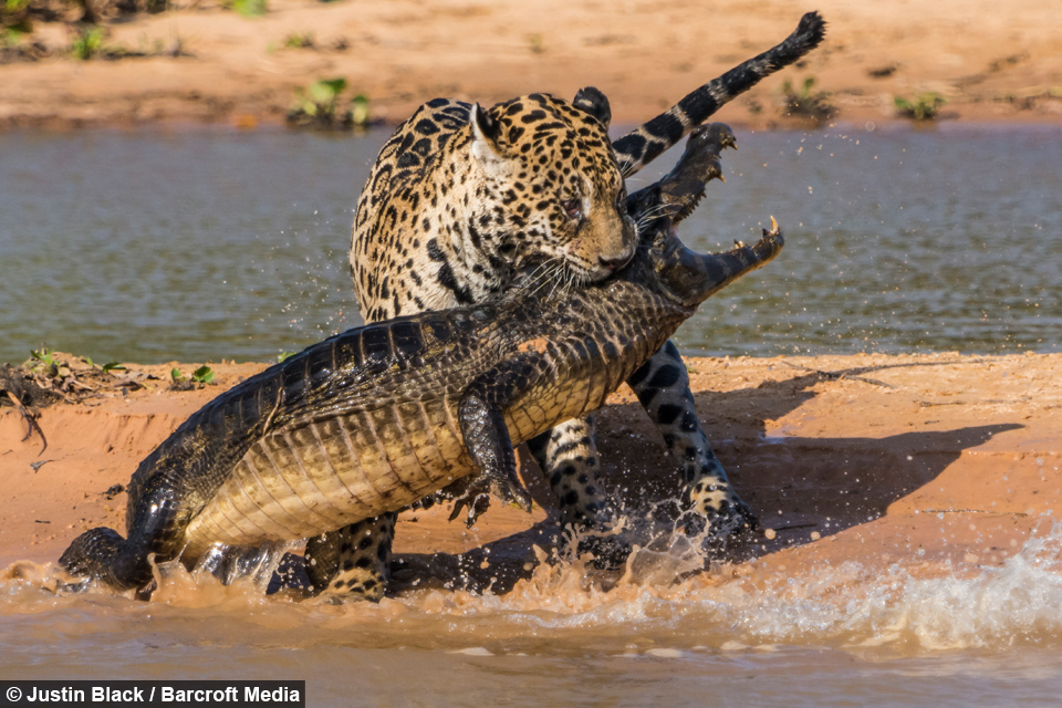 Jaguar Ambushes Croc