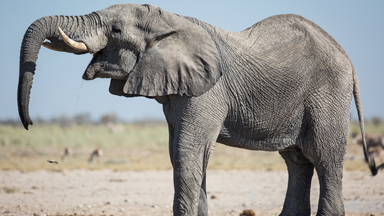 Elephant Stamps His Authority At Crowded Waterhole
