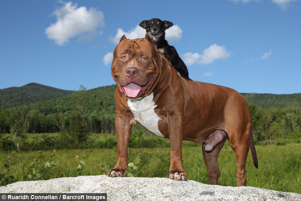 pedigree for pitbull puppy