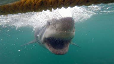 Cage Diver's Close Encounter With Fearsome Great White Shark