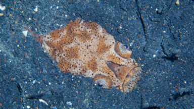 Stargazer Fish Emerges From Ocean Floor