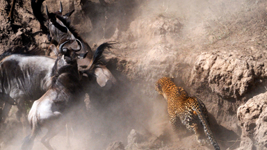 Top Cat: Leopard Spotted Taking Down Wildebeest During Annual Migration
