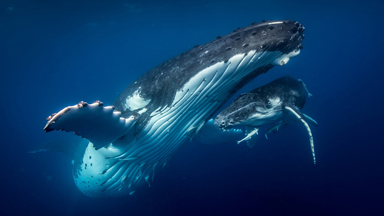 Incredible Drone Footage Captures the Intimate Relationship Between a Humpback Whale and her Calf