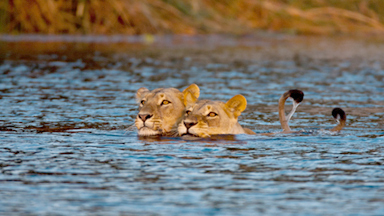 Lionesses Cross Deadly River To Reunite Separated Cubs