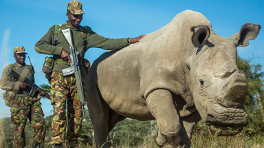Sudan: Last Male Northern White Rhino's Days Are Numbered