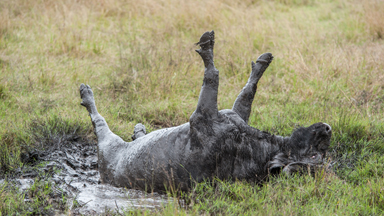 Take It Easy: Buffalo Treats Itself To A Relaxing Mud Bath