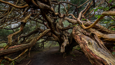 Kingley Vale: The Ancient Yews of Britain