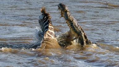 In Deep Water: Young Zebra Attacked By Crocodiles
