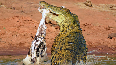 Don't Play With Your Food! Crocodile Throws Zebra Carcass Into The Air