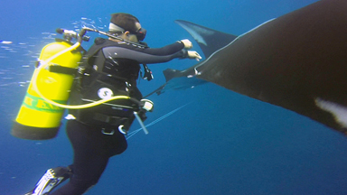 Manta Ray 'Thanks' Divers For Rescue