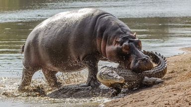 Protective Hippo Takes A Bite Out Of Predatory Crocodile