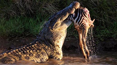 Blood Bath: Croc's Devour Prey in Perilous Migration Crossing
