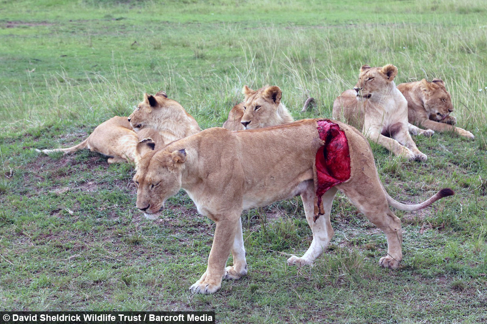 Lioness Gored by Buffalo