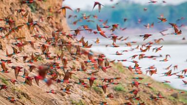Southern Carmine Bee-Eaters Flock To Zambia Breeding Site in Their Thousands