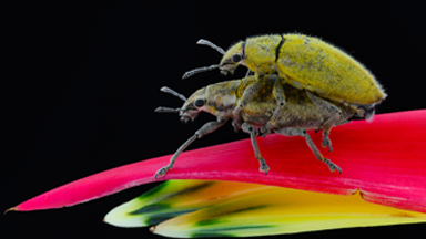 Sexual Healing: Mating Weevils Captured In Stunning Detail