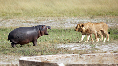 Brave Hippo Turns Tables On Two Hungry Lions