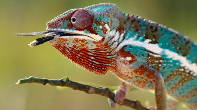 Licking power: Chameleon unleashes huge tongue to catch a dragonfly