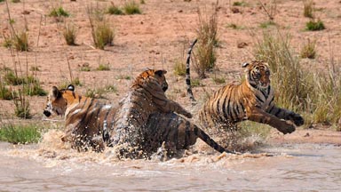 Cats DO Like Water! Adorable Tiger Cubs Splash Around In Watering Hole