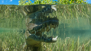 Snap to it: Cuban Crocs Close Up