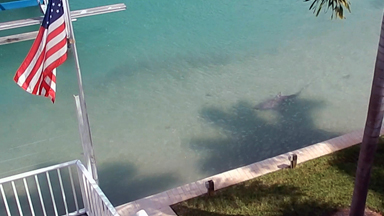 9ft Bull Shark Spotted in Florida Man's 'Backyard'