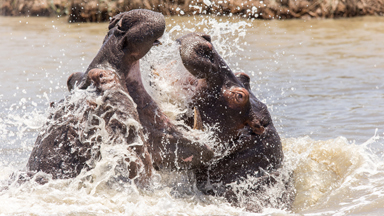 Hippo Wars: Two bulls fight tooth-to-tooth after younger male tries to enter older hippo's territory