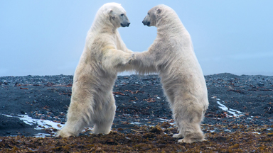 Clash In The Arctic: Polar Bear Play Fight
