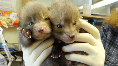 Baby Red Foxes Rescued After Being Abandoned in Car Park
