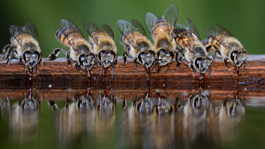 Busy Bees Stop For A Drink In South Africa's Sun City