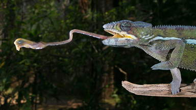 A sticky situation! Chameleon catches prey with long tongue