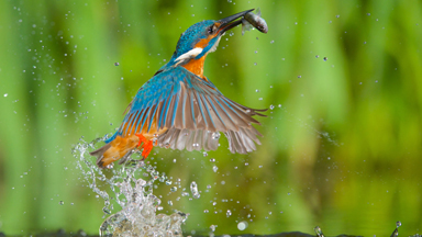 Close-up Look At Kingfishers Hunting