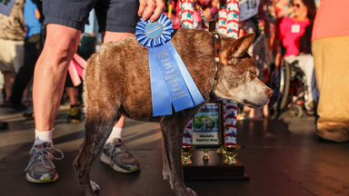 Looking Ruff: World's Ugliest Dog Show