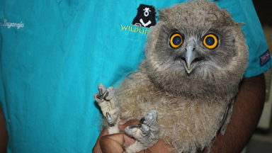 Dusky Eagle Owl Rescued From Black Magic Poachers