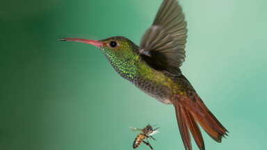 Rare Hummingbirds Pictured In Remote Jungle