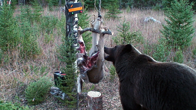 Smarter than the Average Bear....