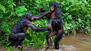 Go Ape: Playful Bonobos Make A Splash