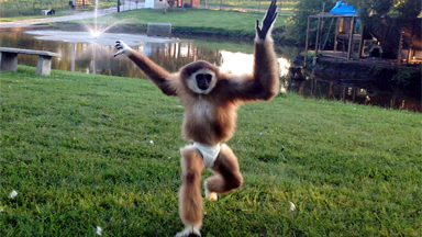 Ape-ing around: Hat Wearing Primate Bumps Around The House
