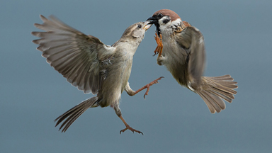 SPARR-ing Partners: Peckish Sparrows Fight Over Food