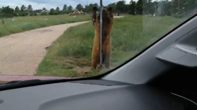 Itchy Bear Gives Pole Dancing Show To Family