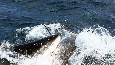 Great White Shark Cannibal