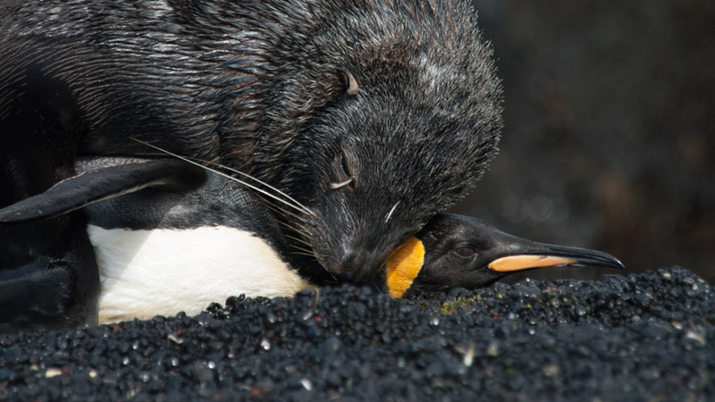 Seals Attempt Sex With Penguins