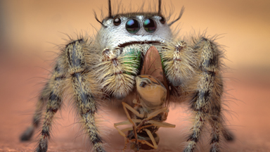 Caught in a Trap: Magnified Spiders Catch Flies