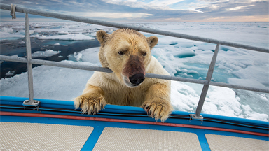 BEAR-NECESSITIES - Polar Bears Skin Walrus