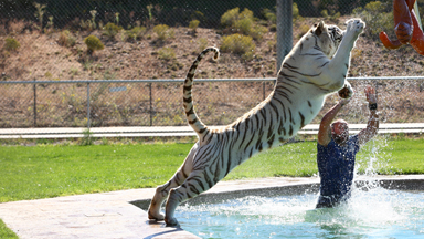 Tiger Splash: Keepers Swim And Play With Fully Grown Big Cats