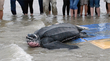Turtle Recall: 475lb Leatherback Returned to The Sea
